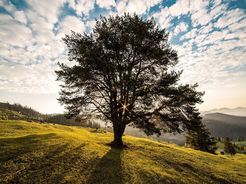 Soñar con árbol