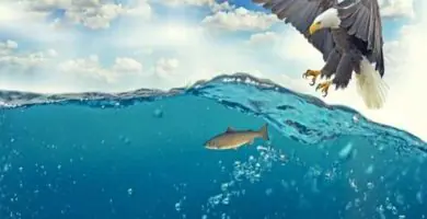 Soñar con águila