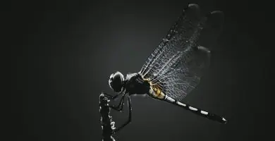 soñar con insectos
