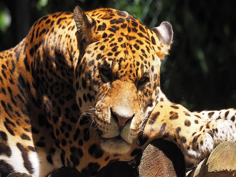 soñar con jaguar
