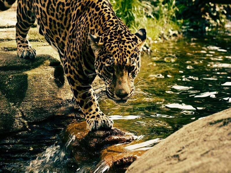 soñar con leopardo