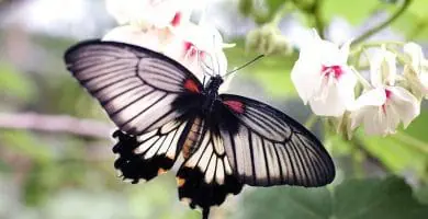 soñar con mariposa