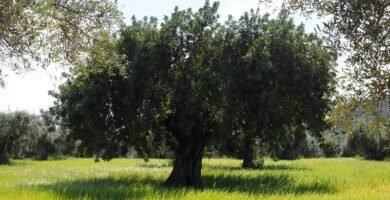 soñar con olivo