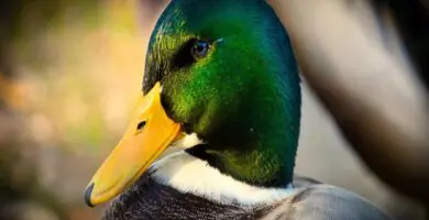 soñar con pato