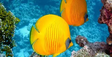 soñar con peces