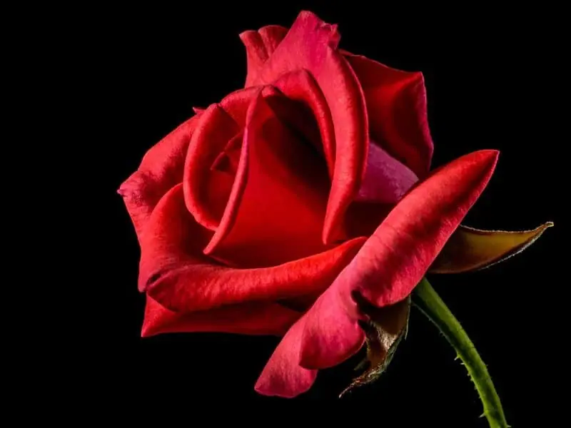 soñar con rosas