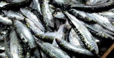 soñar con sardinas