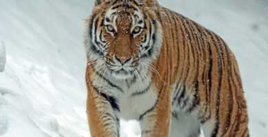 soñar con tigre