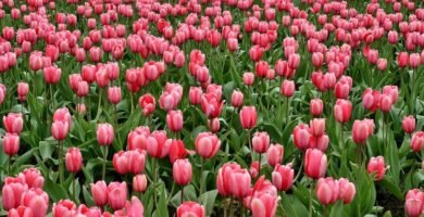 soñar con tulipanes