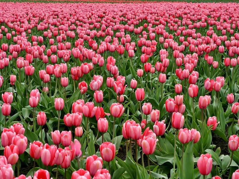 soñar con tulipanes