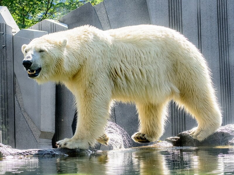 soñar con zoológico